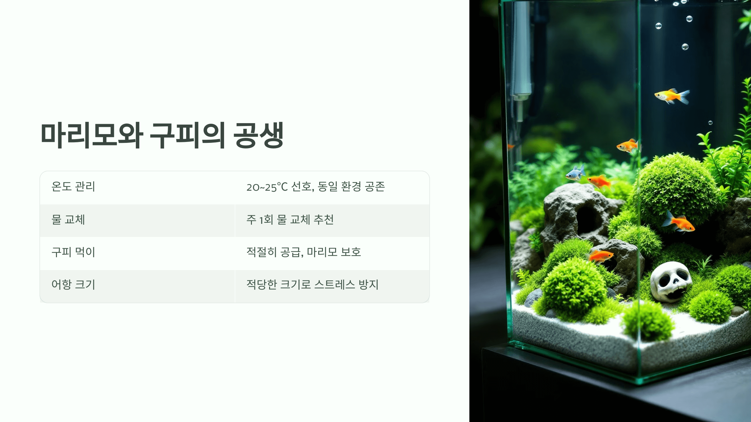 마리모 사진입니다.