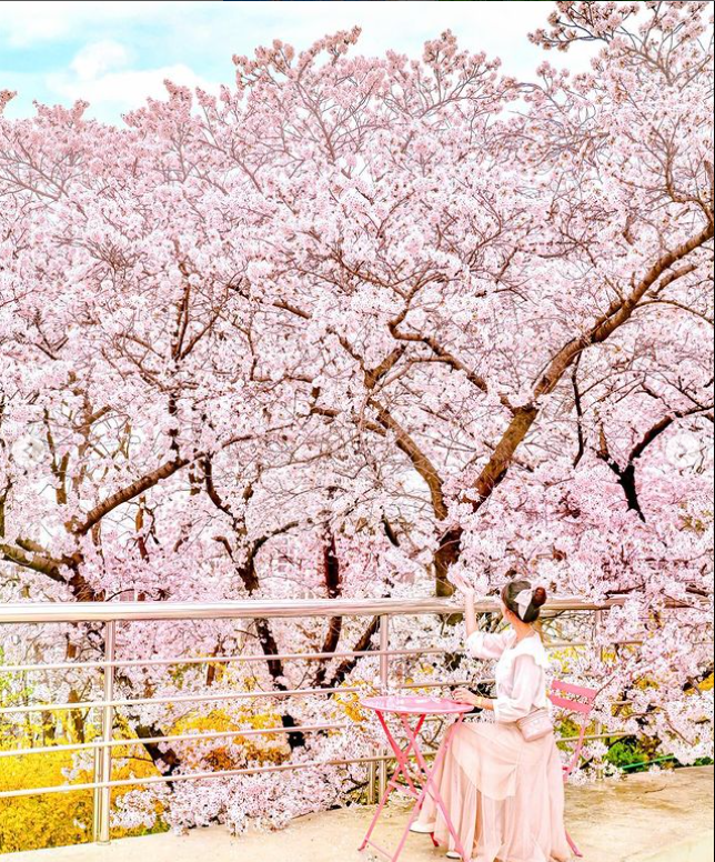이월드 벚꽃축제