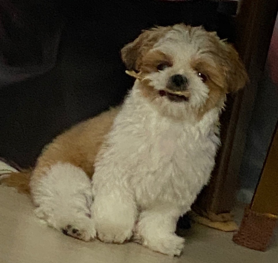 애견미용 여름맞이 애견미용 강아지 미용 천안 애견미용 [지켜주는 강아지] 천안역 3