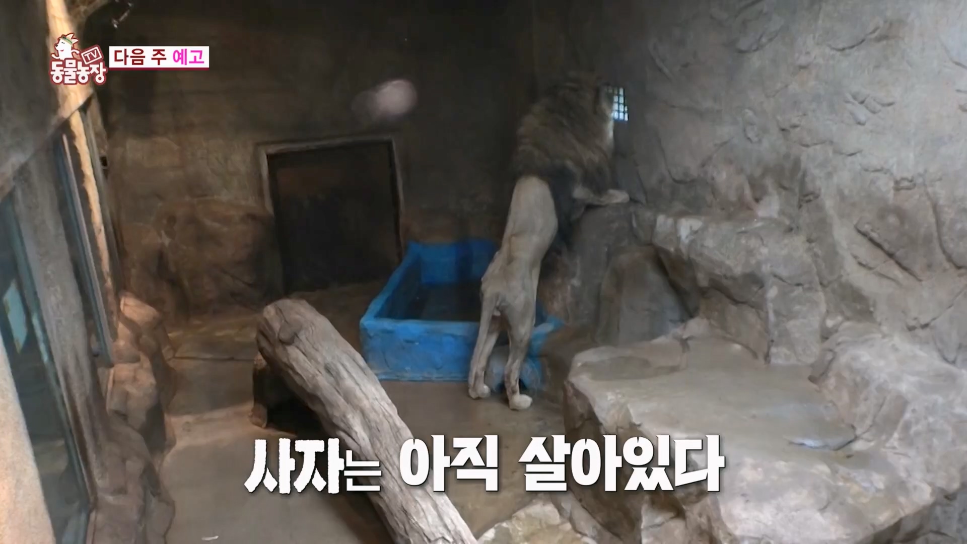 TV 동물농장.E1130.230723p.H264-F1RST.mp4_20230723_171226.258.jpg