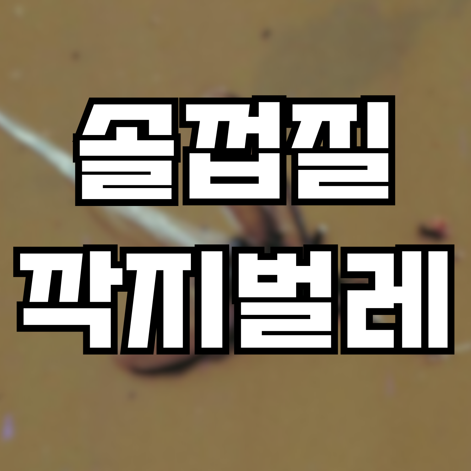  솔껍질깍지벌레