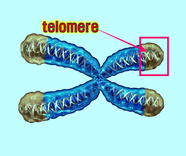 텔로미어-노화세포
