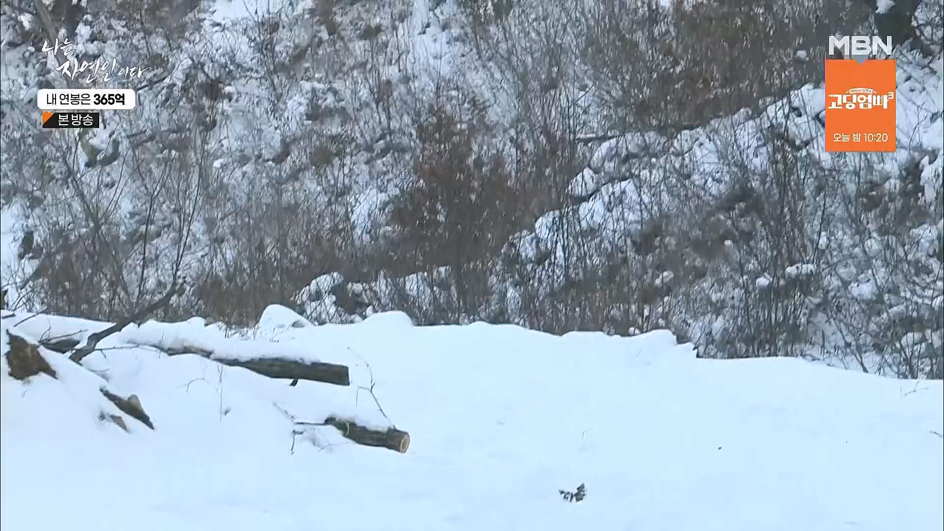 나는 자연인이다.E537.230118p.H264-F1RST.mp4_20230119_204849.203.jpg