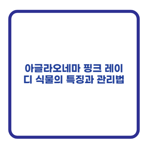 아글라오네마 핑크 레이디 식물의 특징과 관리법