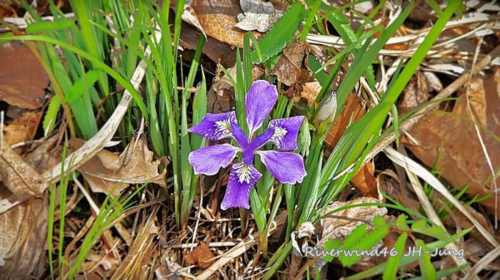 각시붓꽃 Iris rossii