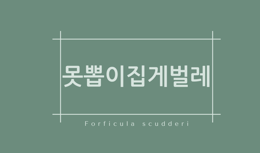 못뽑이집게벌레(Forficula scudderi)