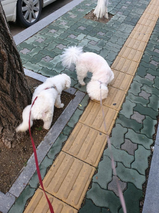  반려견 배변훈련 화장실 정하기