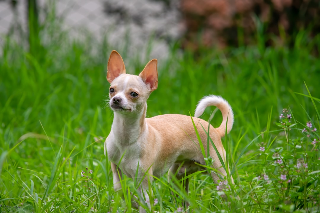 Chihuahua