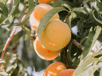 살구 효능 10가지 27