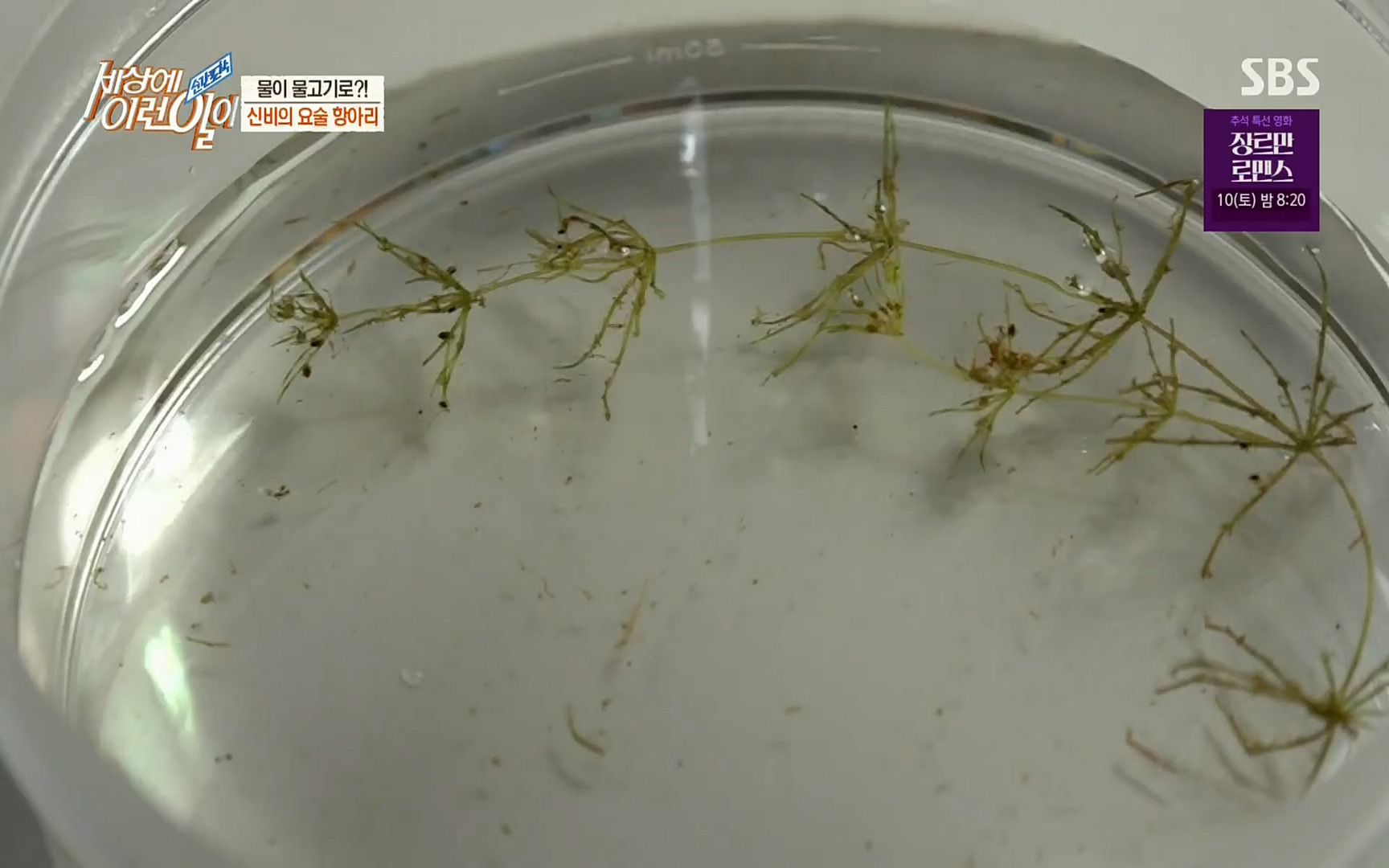 순간포착 세상에 이런일이.E1196.220906p.H264-F1RST.mp4_20220907_203328.186.jpg