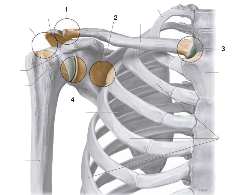 어깨관절 shoulder joint 구조