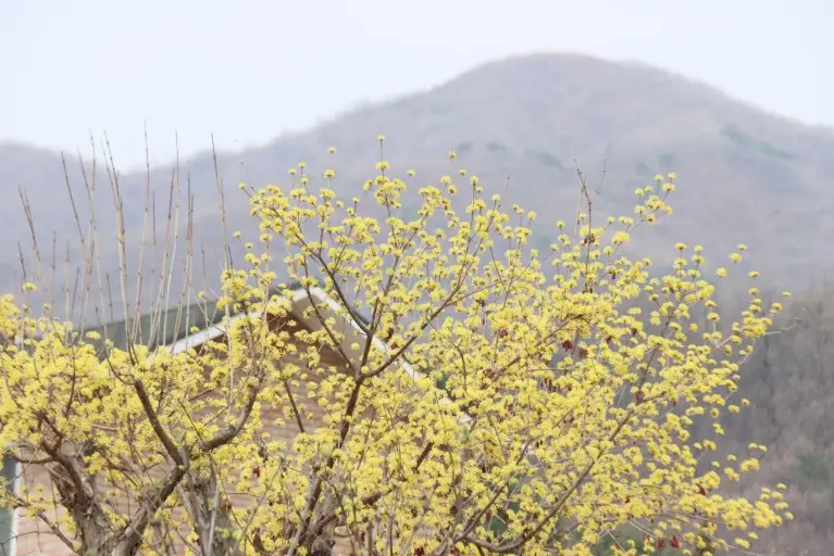 이천 산수유마을