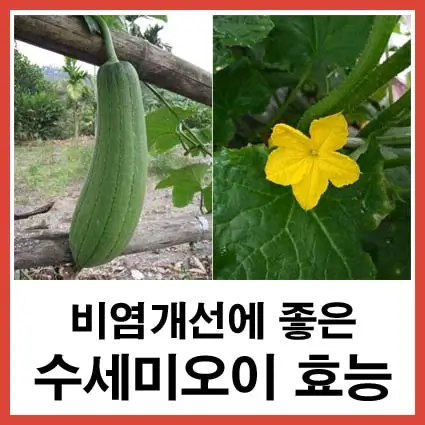 비염개선에-좋은-수세미오이-효능