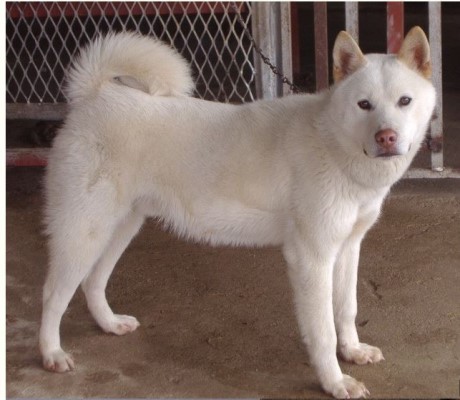  강아지 품종 개 종류 소형견, 중형견, 대형견