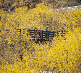 구례 산수유꽃 축제