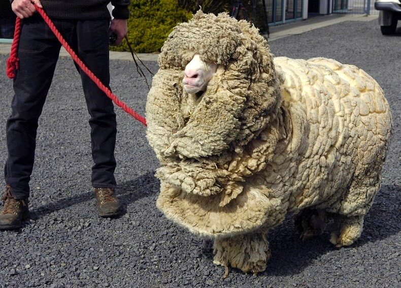  뉴질랜드의 가장 유명한 양 "슈렉"의 장수 비결 VIDEO:Castrated Male Sheep Have DNA That Ages More Slowly