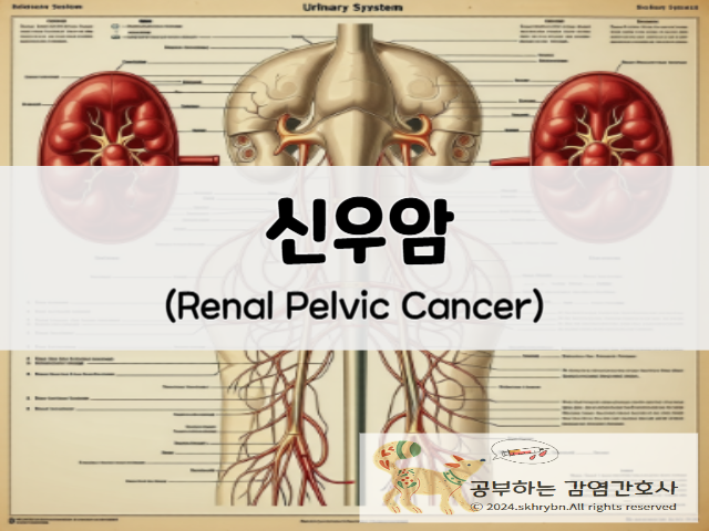 성인 간호_신우암(renal pelvic cancer)증상, 수술, 생존율, 간호 진단