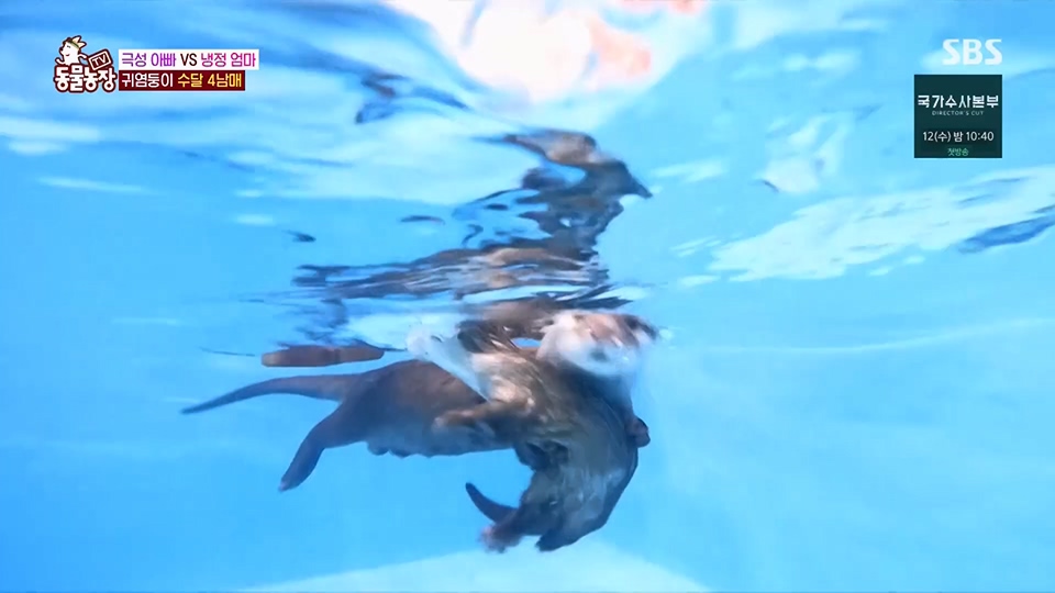 TV 동물농장.E1128.230709p.H264-F1RST.mp4_20230709_183617.425.jpg