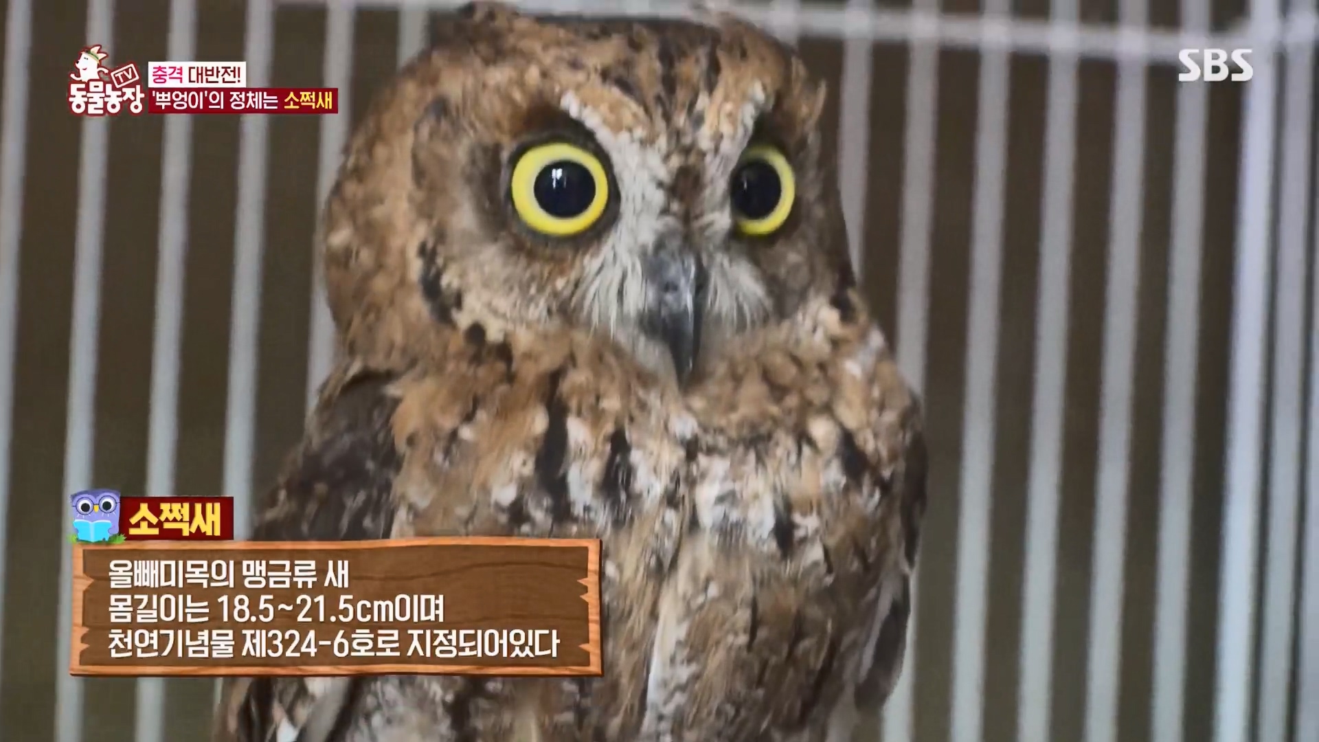 TV 동물농장.E1139.230924p.H264-F1RST.mp4_20230924_170553.212.jpg