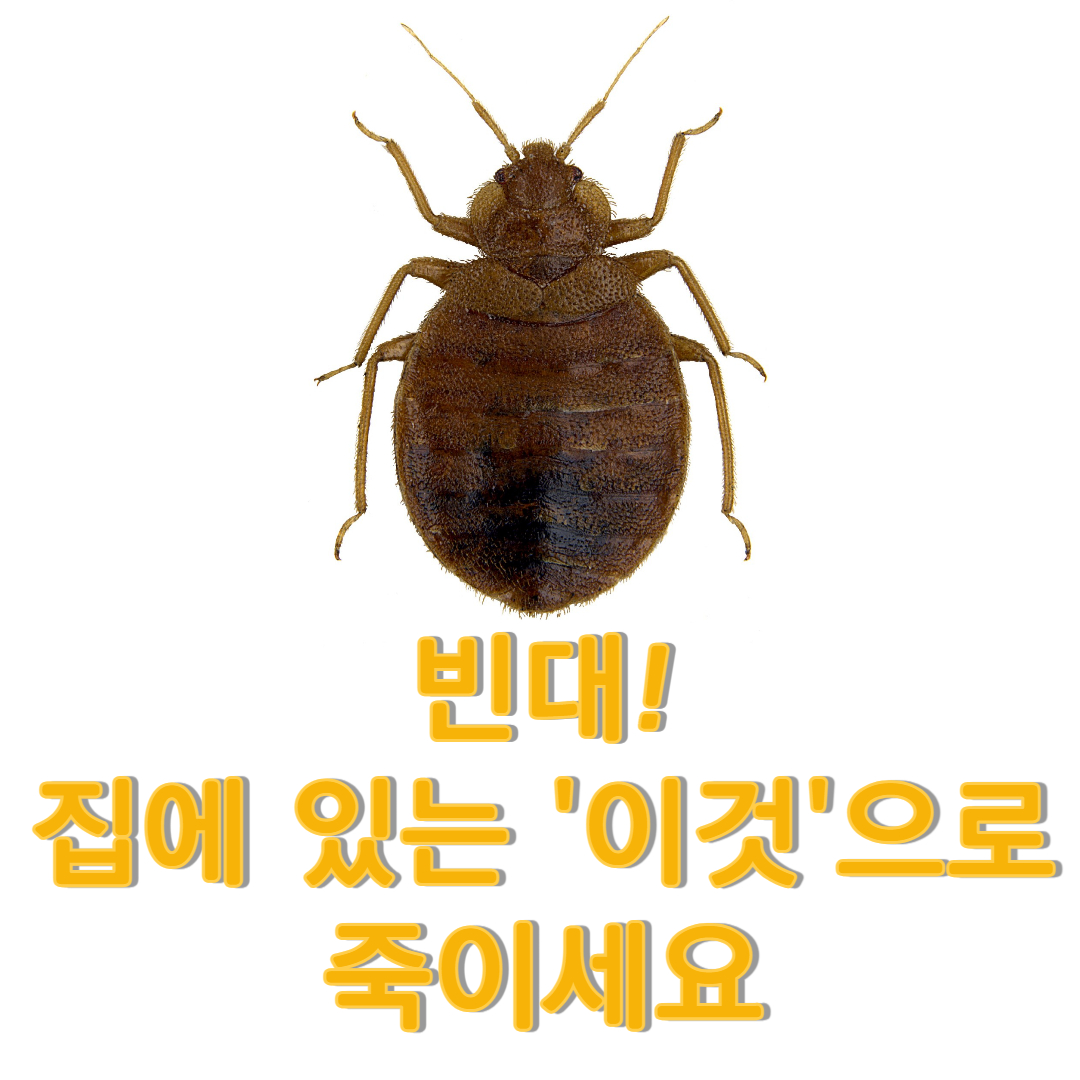  빈대 퇴치 건조기 없이도 '이걸'로 박멸가능