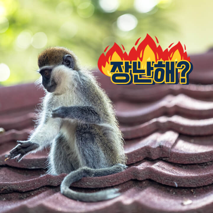 원숭이가-지붕-위에-있다