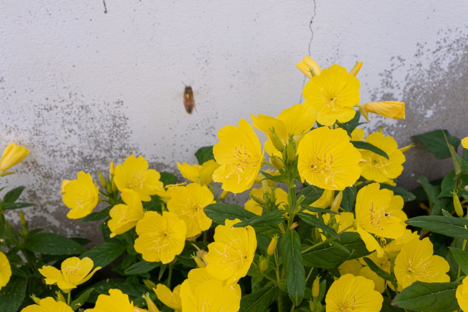 꽃사진 여름의 시골 21