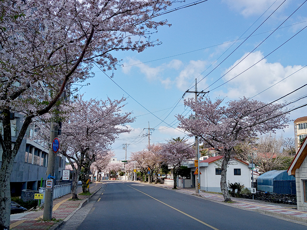 올레5코스: 남원읍 위미리 벚꽃길