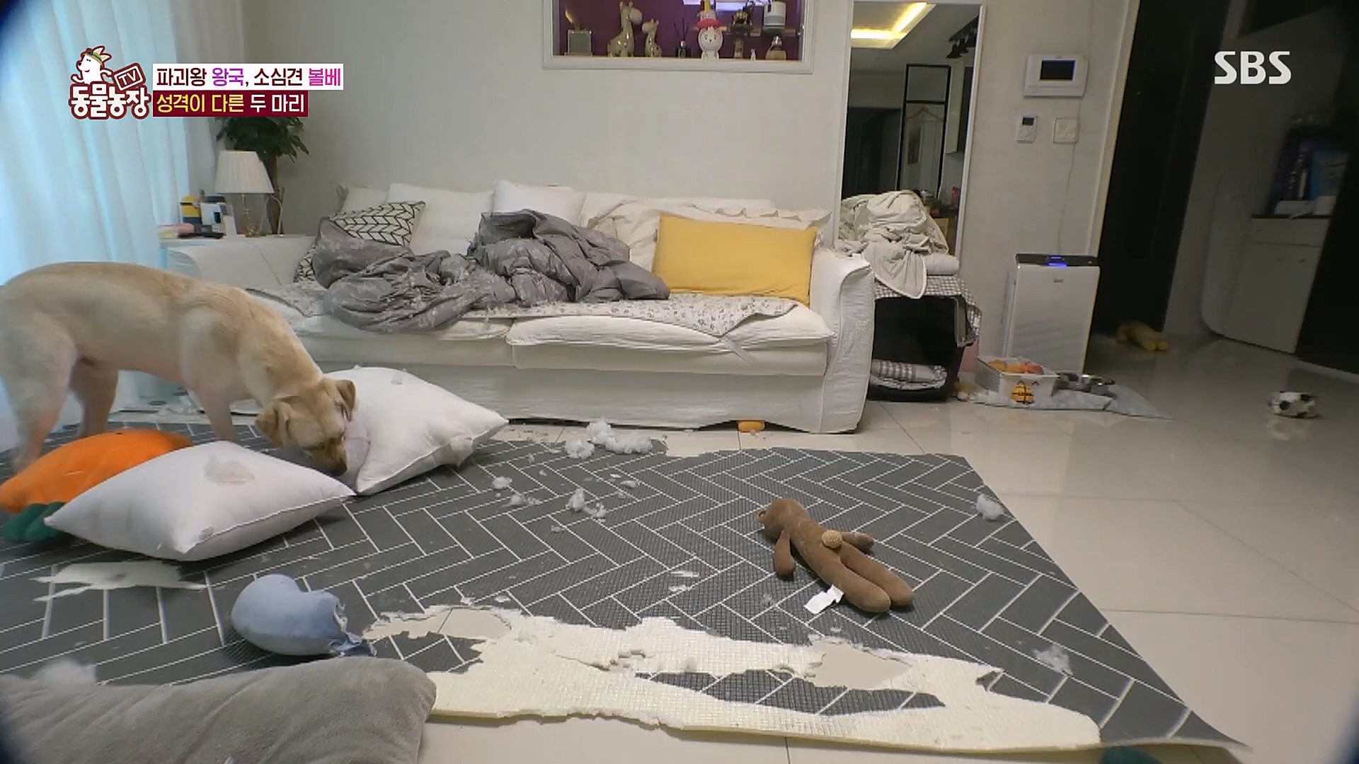 TV 동물농장.E1106.230129p.H264-F1RST.mp4_20230130_192727.478.jpg