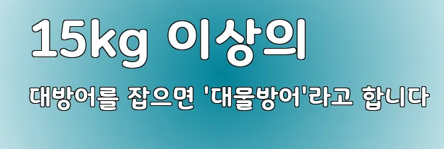  15kg 이상의 대방어를 잡으면 '대물방어'라고 합니다