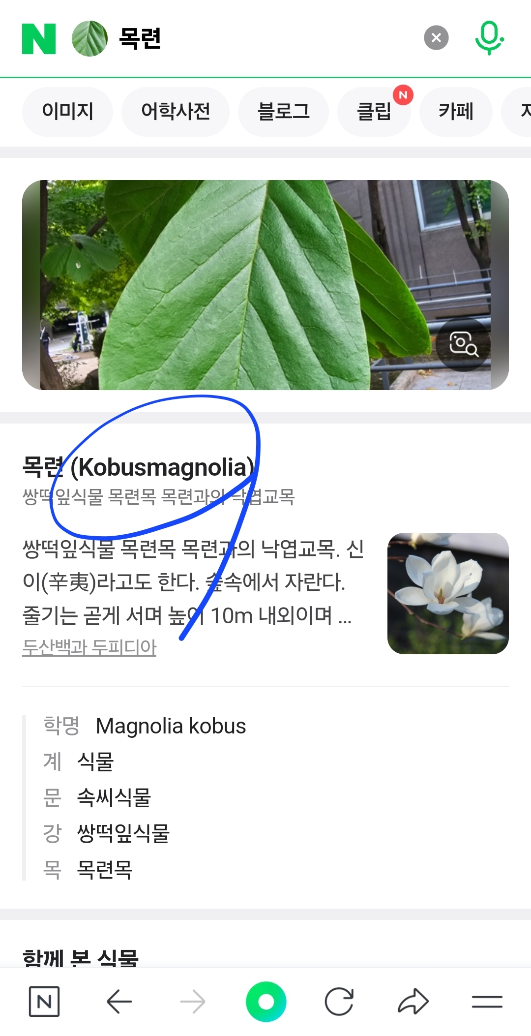 네이버 앱 나뭇잎 이름 검색 결과