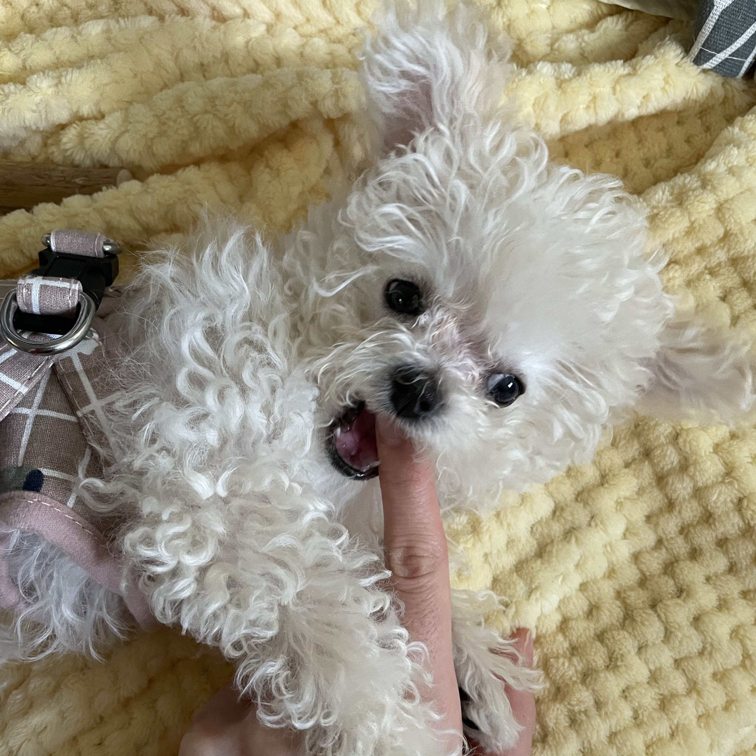  마늘이는 푸들일까요? 말티푸일까요?