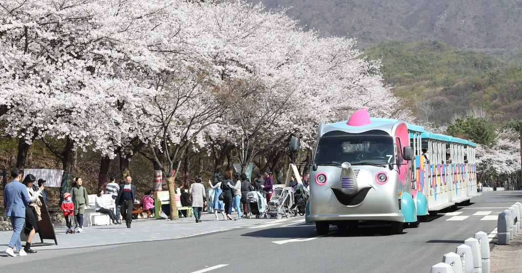 서울대공원 벚꽃축제 사진