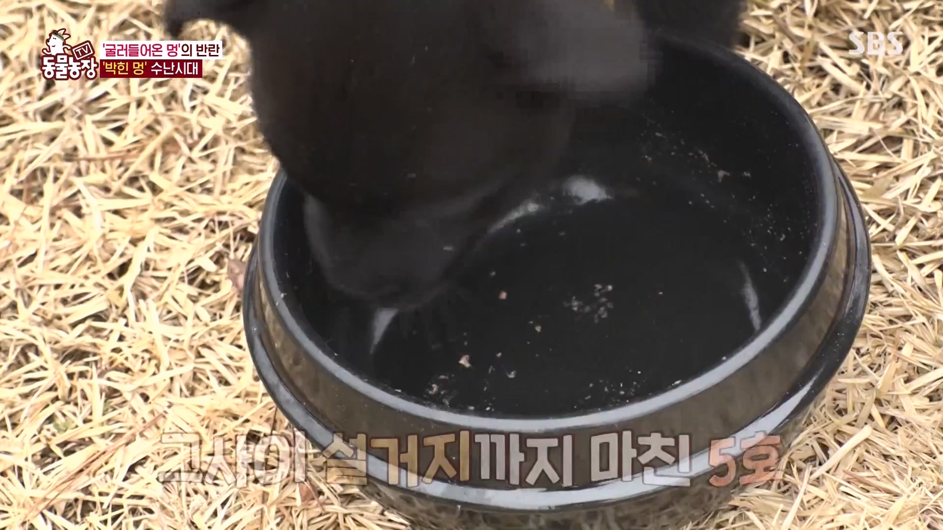 TV 동물농장.E1164.240324p-NEXT.mp4_20240324_172334.586.jpg