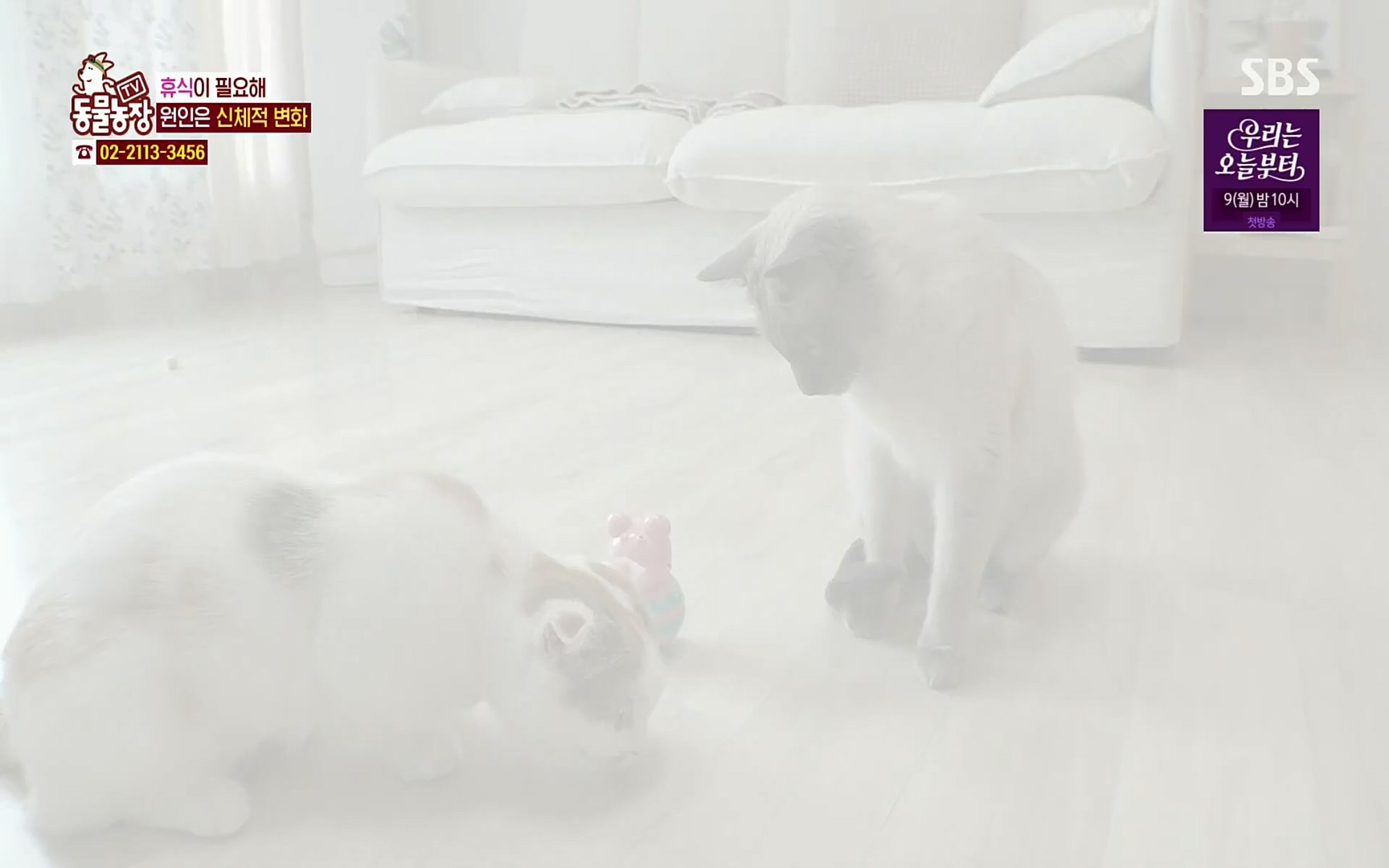 TV 동물농장.E1067.220501p.H264-F1RST.mp4_20220501_185011.290.jpg