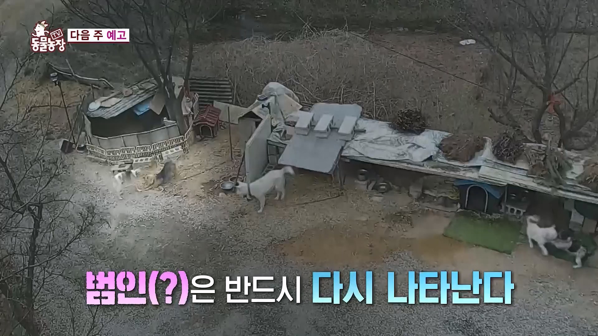 TV 동물농장.E1118.230430p.H264-F1RST.mp4_20230430_172408.900.jpg