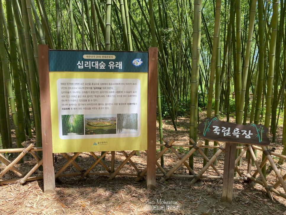 꽃양귀비 [ 울산 여행 ] 한 폭의 수채화♥ 양귀비와 28