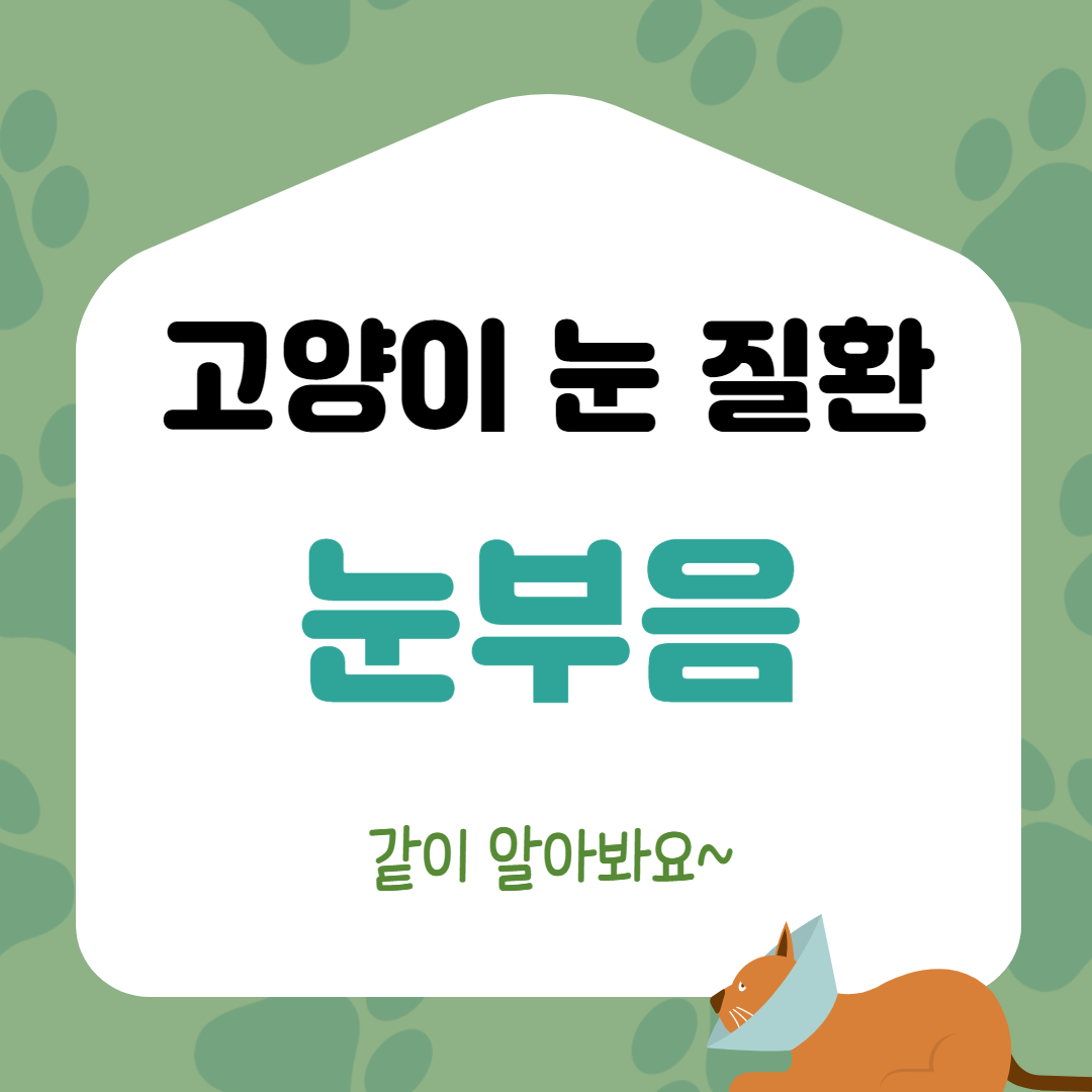  고양이 눈부음 원인이 뭘까요?