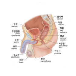  소변 자주 마려움 (전립선암 초기증상 및 원인)