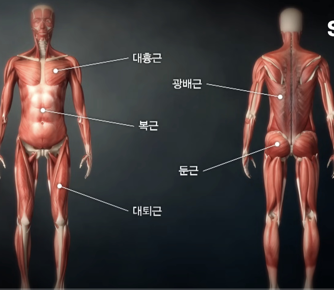 우리 몸의 대표적 근육은 대흉근&#44; 광배근&#44; 복근&#44; 둔근&#44; 대퇴근&#44; 비복근이 있습니다.