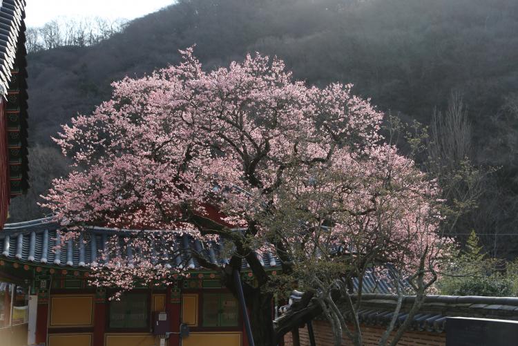 인당먹그림 봄나들이, 2