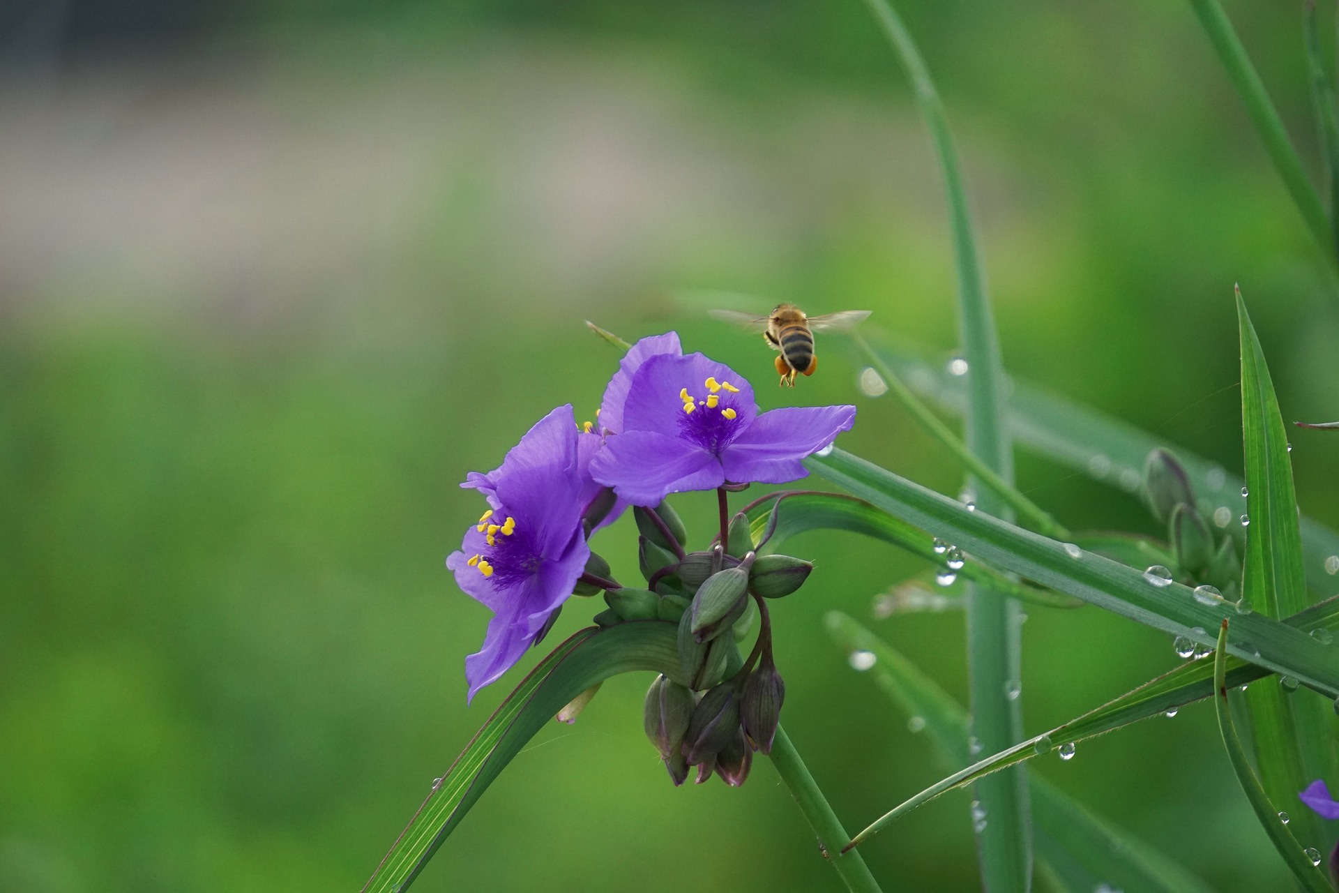 야생에서 크고 있는 보라색의 달개비꽃과 그 주변에서 날고 있는 작은 벌꿀을 확대하여 찍은 사진