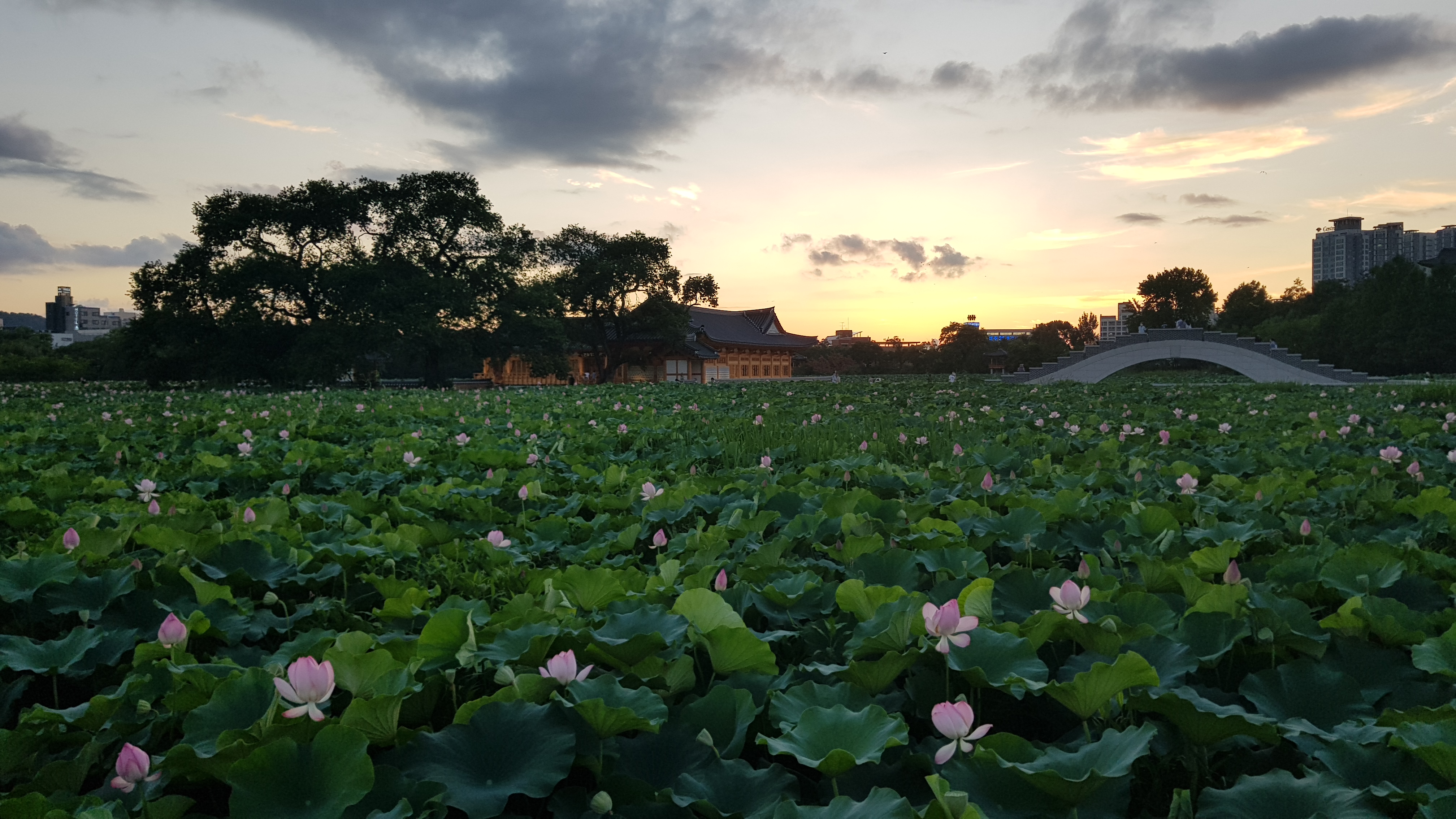 전주 덕진공원 노을