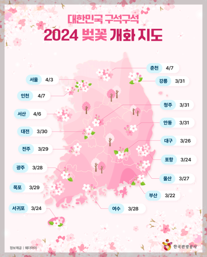 2024 벚꽃 개화 시기 포스터