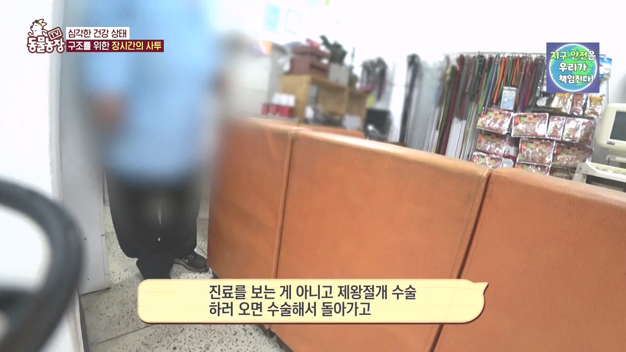TV 동물농장.E1142.231023p-NEXT.mp4_20231022_172937.257.jpg