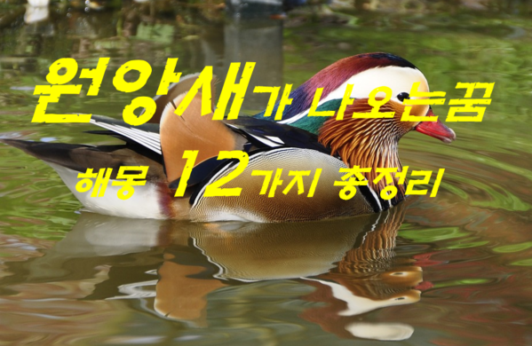  원앙새꿈 해몽 12가지 총정리