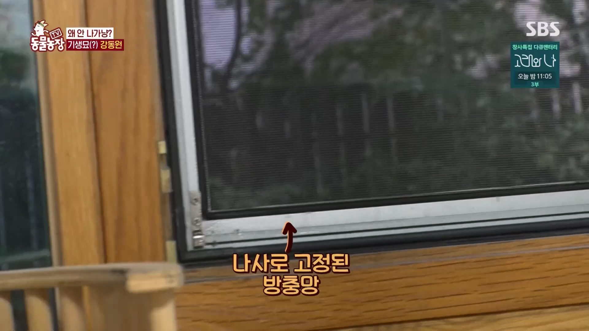 TV 동물농장.E1148.231203p.H264-F1RST.mp4_20231203_181437.220.jpg