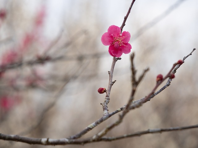 봄꽃 이미지