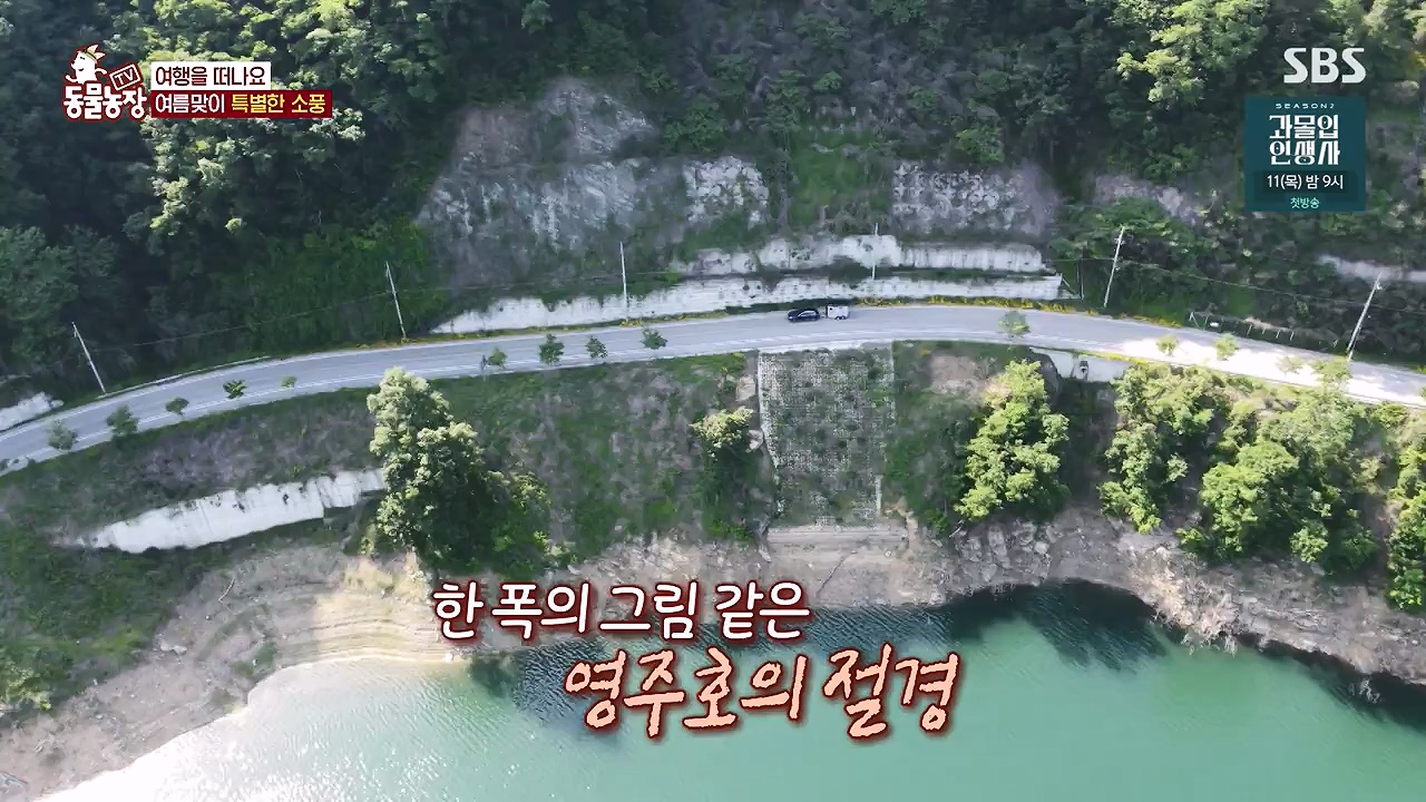 TV 동물농장.E1179.240708p-NEXT.mp4_20240707_160421.248.jpg