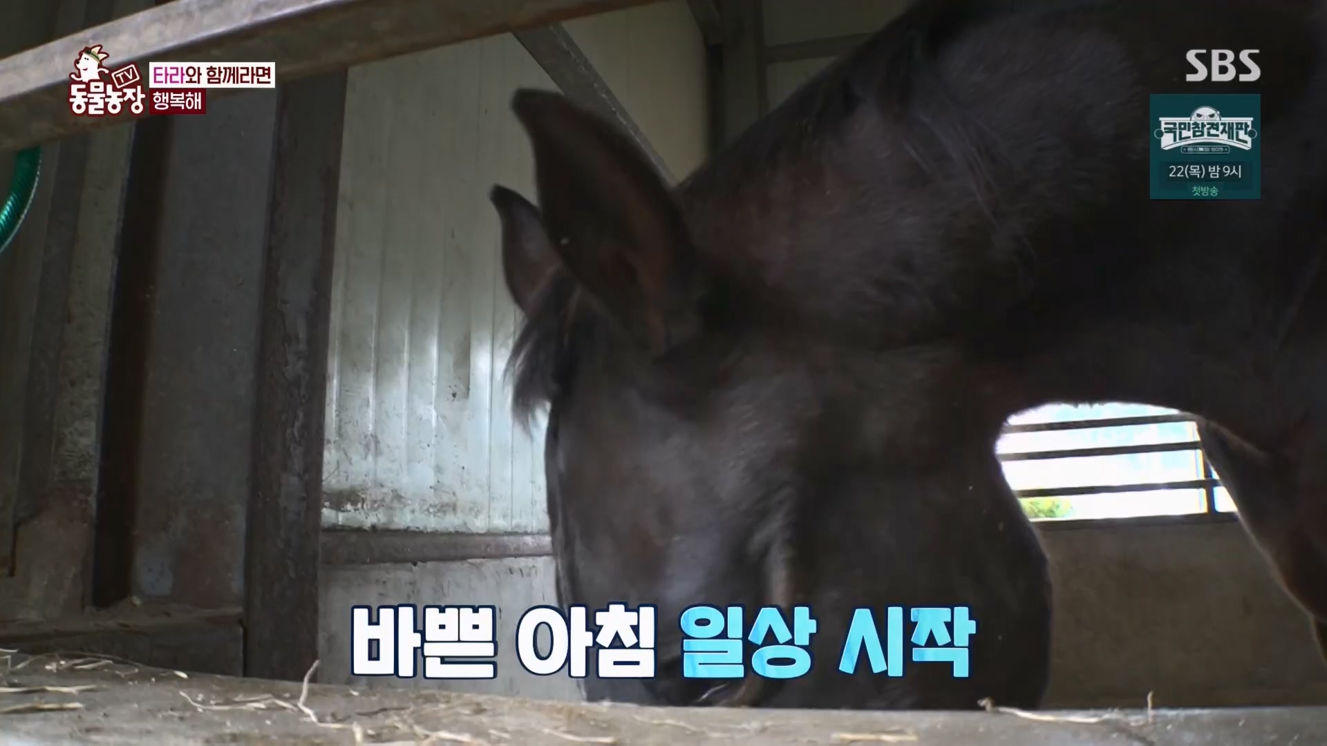 TV 동물농장.E1158.240211p.H264-F1RST.mp4_20240211_194101.103.jpg