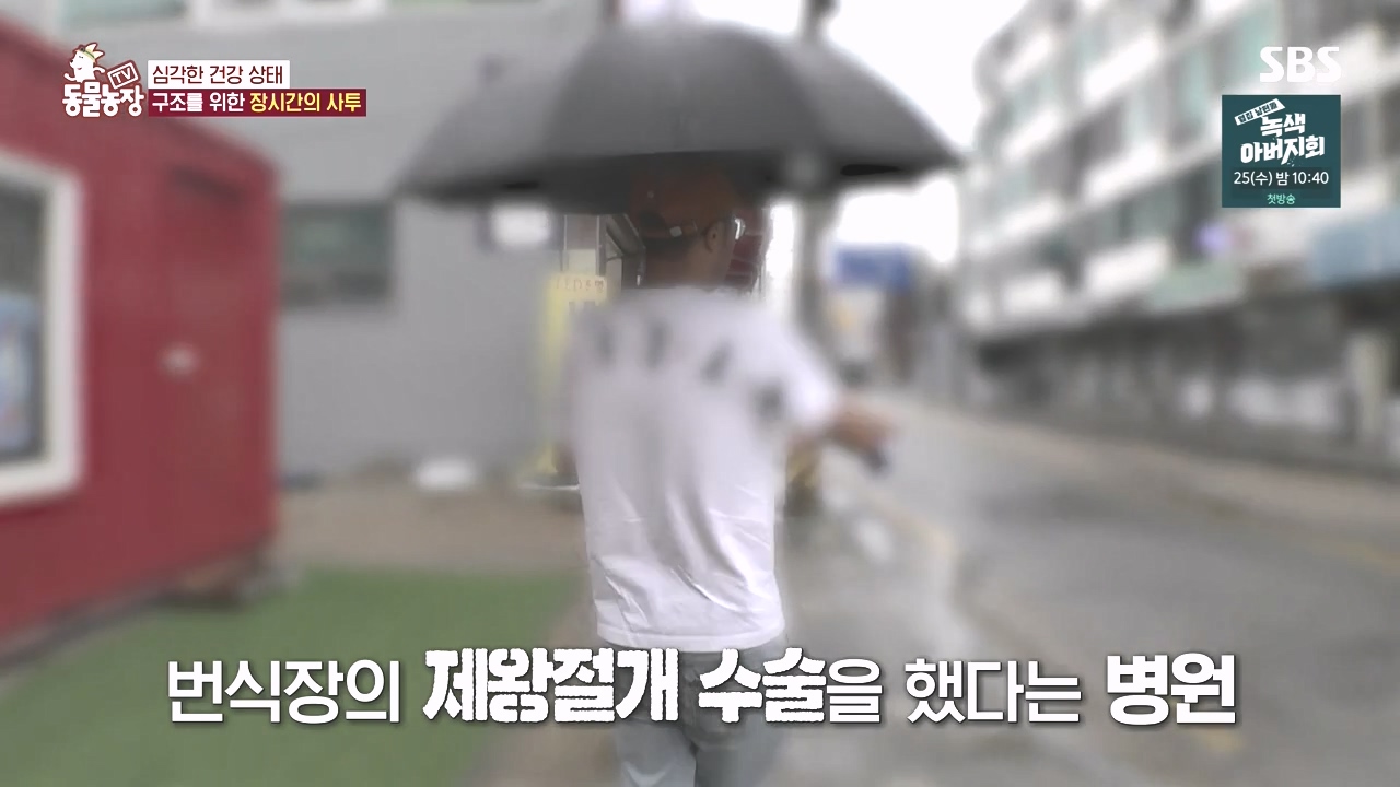 TV 동물농장.E1142.231023p-NEXT.mp4_20231022_172923.163.jpg
